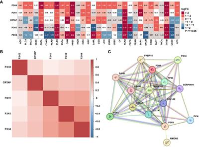 The role of P3H family in cancer: implications for prognosis, tumor microenvironment and drug sensitivity